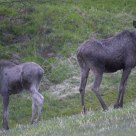Two young moose from Lom / Norway